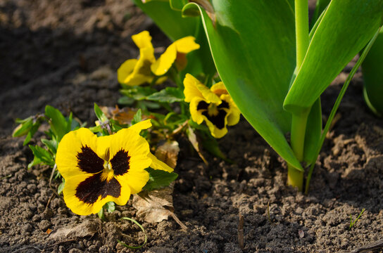 colorful yellow and dark brown pancy flower close up in the garden