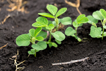 Fresh green soy plants on the field in spring. Rows of young soybean plants 