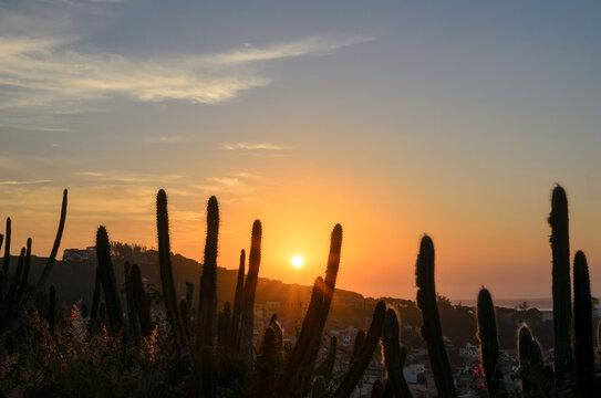 Sunset and cactus in front