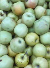 green apples harvest close up