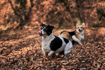 Two English breeds of dogs are hunting and herding. Black and white smooth haired Jack Russell Terrier and charming young Welsh corgi Pembroke tricolor color sit in autumn forest for walk.