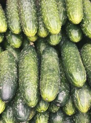 fresh cucumbers harvest close up