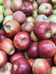 red ripe apples harvest close up