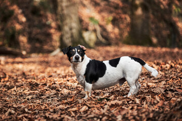Smooth haired Jack Russell Terrier on walk. Charming black and white smooth Jack Russell walks through autumn forest and poses. Small English hunting dog breed.