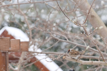Eurasian tree sparrow on a branch during a blizzard 