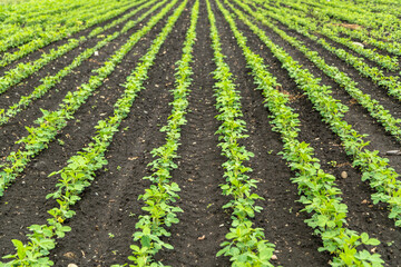 Fototapeta na wymiar Fresh green soy plants on the field in spring. Rows of young soybean plants 