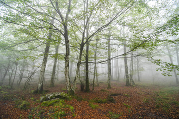 Beech trees in the mist
