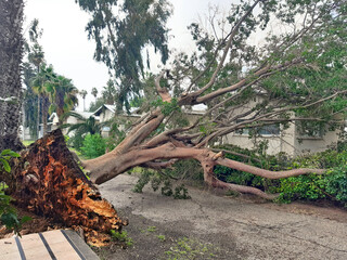 Old ficus tree fallen by storm. Ficus microcarpa, also known as Chinese or Malayan banyan, Indian laurel, curtain fig or gajumaru 