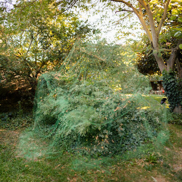 Net over garden shrubs in order to protect the plants from pest