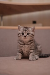 kitten scottish british cat burma munchkin animals