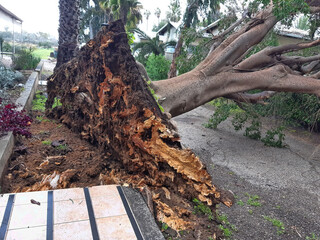 Fototapeta premium Old ficus tree fallen by storm. Ficus microcarpa, also known as Chinese or Malayan banyan, Indian laurel, curtain fig or gajumaru 