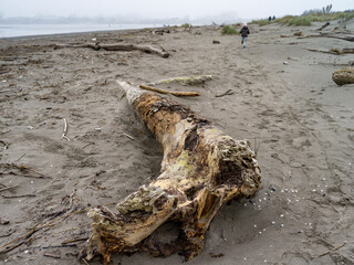 Landscape of a winter beach with tree trunk on the sand 