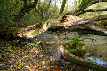 Birth of the Cadagua River under the native forest
