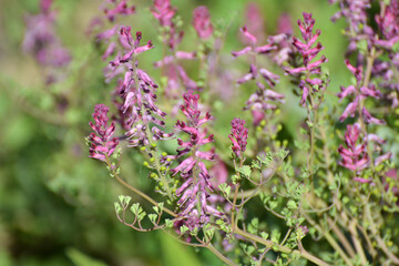 Fumaria officinalis blooms in nature