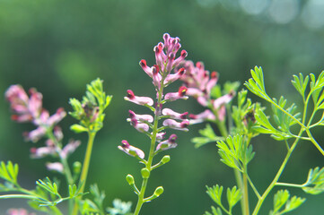 Fumaria officinalis blooms in nature