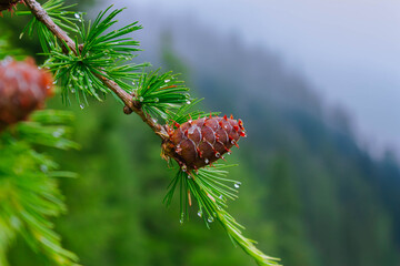 Pigna Trentino Italia