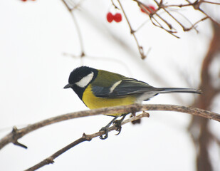 The great tit (Parus major) on the branch