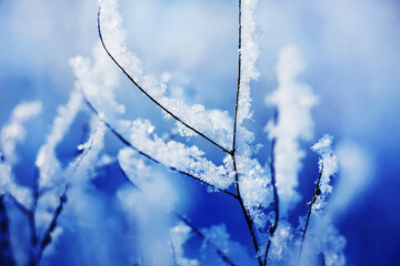 The thin branches of the tree are covered with white snowflakes on a cold winter day. Nature in January. Snowy winter.