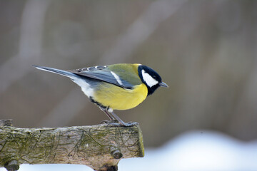 Fototapeta premium The great tit (Parus major) on the branch