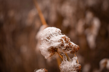 Eriophorum angustifolium Narrow leaved cotton grass