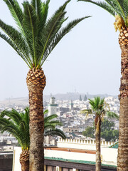 Morning Fez and palm trees. Morocco