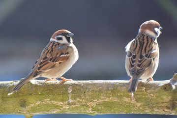 Field Sparrow (Passer montanus) sits on a branch