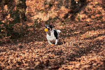 Walk with jack Russell in autumn forest. Hunting British short legged dog breed. Black and white smooth haired Jack Russell Terrier runs fast through woods and plays ball.