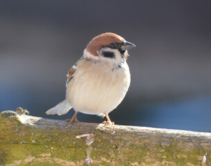 Field Sparrow (Passer montanus) sits on a branch