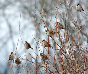 Field Sparrow (Passer montanus) sits on a branch