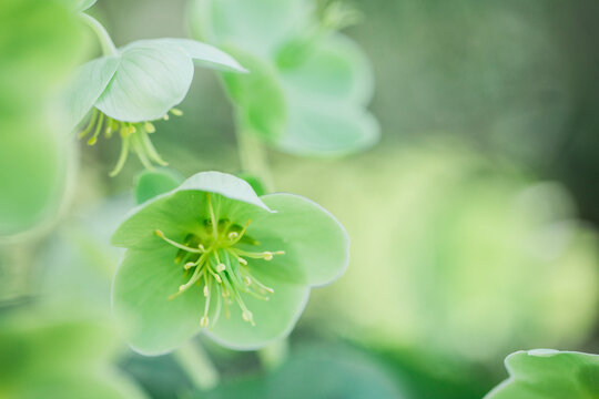 All green hellebores in flower in bright garden