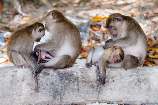 Wildlife of four monkeys on tree trunk