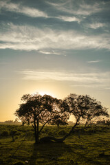 Fototapeta na wymiar silhouette of tree at sunset