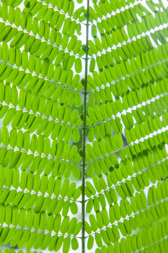 Close up full frame shot of the leaves on a Gulmohar tree.