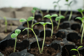 sprouted seedlings in cells with soil on the windowsill, seedling sprouts, home gardening, selective focus