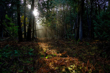 Light beam shine through the forest in the morning