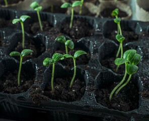 sprouted seedlings in cells with soil on the windowsill, seedling sprouts, home gardening, selective focus