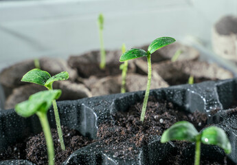 sprouted seedlings in cells with soil on the windowsill, seedling sprouts, home gardening, selective focus