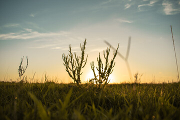 sunset in the field