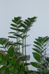 Evergreen leaves of Zamioculcas houseplant. Tropical leaves pattern background. Indoors plants and flowers concept.