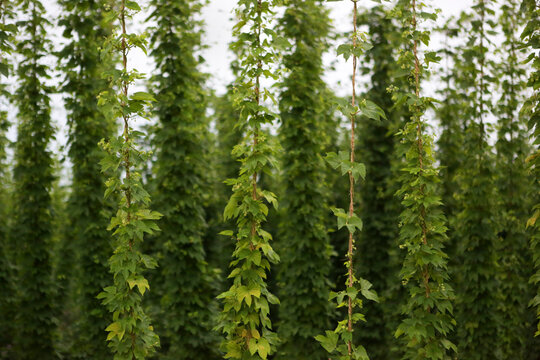 Hops Plants Growing In Veritcal Rows On A Summer Day