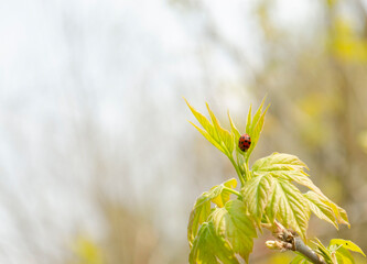 Ladybug on a leaf of a branch on a blurred light autumn background