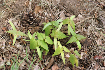 Sycamore tree seedlings