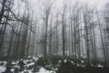 Fototapeta na wymiar fog snow woods