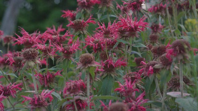 Beautiful plant in bright red with jagged leaves. Small flowerbed of decorative flowers growing in the garden. A monarda growing in the garden