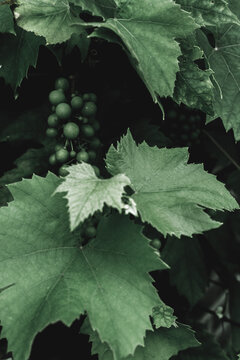 Many leafs of ivy cover a wall