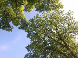 green leaves against blue sky