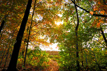 Autumn scene of the forest in National Park with lens flare