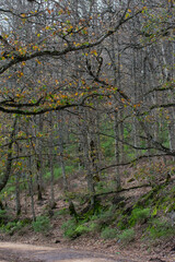 Akfadou forest in Bejaia, Algeria, a Forest of oak and beech