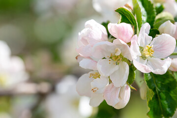Fototapeta premium Branch with apple flowers in spring garden on natural background
