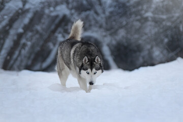 siberian husky dog